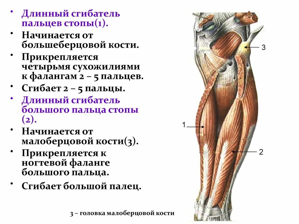 Длинный сгибатель стопы. Длинный сгибатель пальцев стопы. Длинный сгибатель пальцев мышца голени. Мышца длинный сгибатель пальцев стопы. Сгибатель большого пальца стопы анатомия.