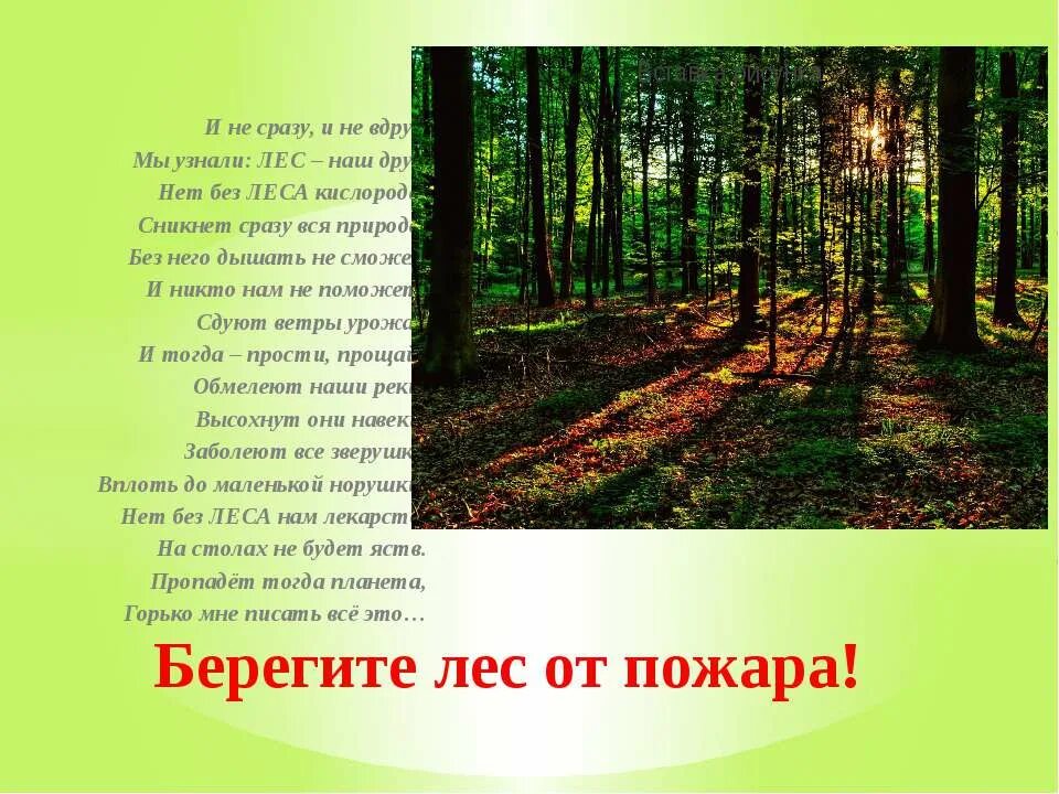 Песня берегите лес. Берегите лес. Презентация на тему лес. Презентация на тему берегите лес. Лес для презентации.