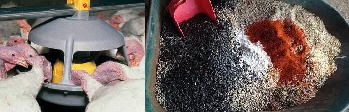 Кормление индеек. Ферма индюков. Индюки бройлеры. Корм для индюков. Индюки в домашних условиях.