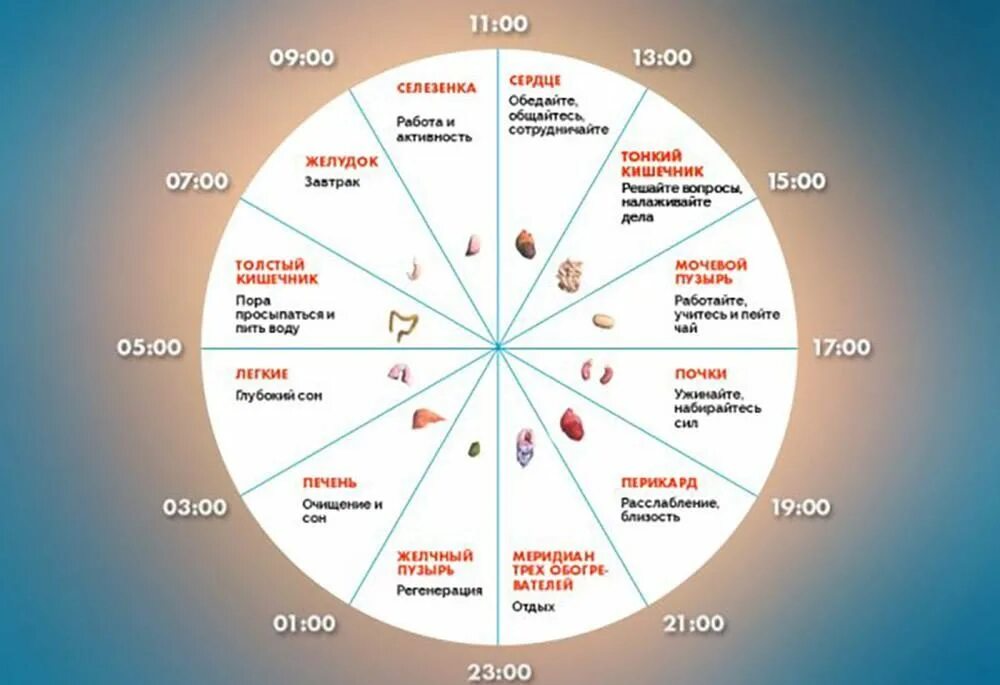 Суточные периоды активности внутренних органов. Энергетические часы нашего организма. Биологические часы активности органов. Часы активности меридианов человека. Если просыпаешься в 2 3 часа