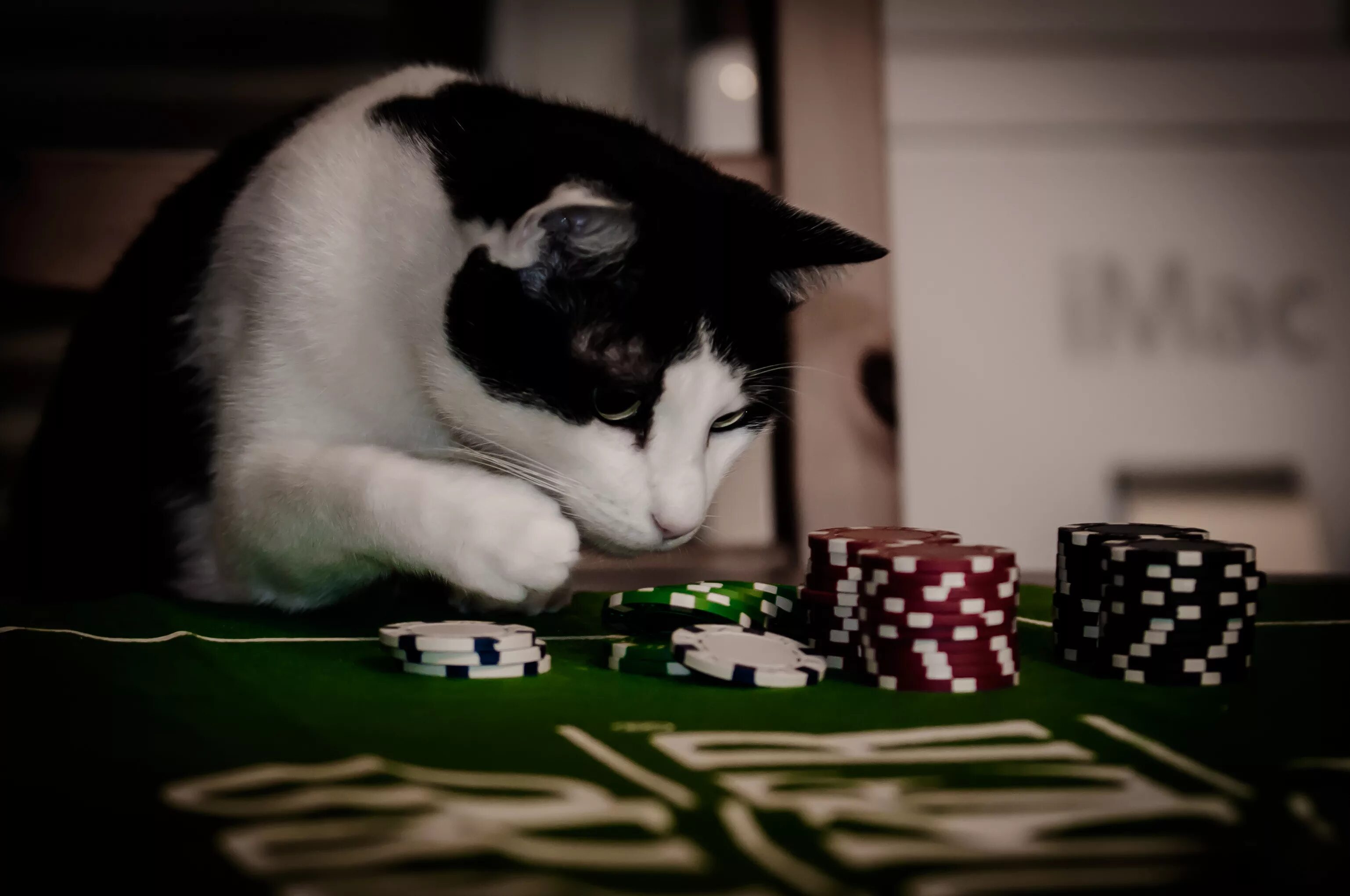 Кот казино. Коты Покер. Котик в казино. Кот играет в казино.