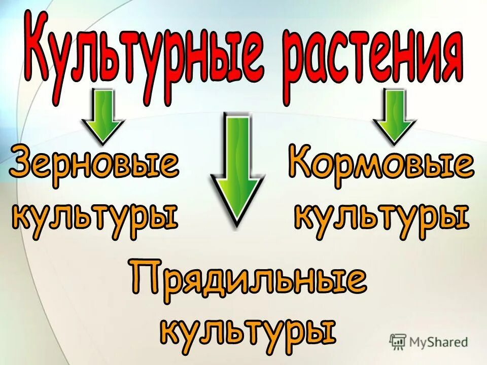 Практическая работа сравни культурные растения. Практическая работа сравнение культурных растений. Сравнение культурных растений 3 класс практическая работа. Сравнение культурных растений 3.