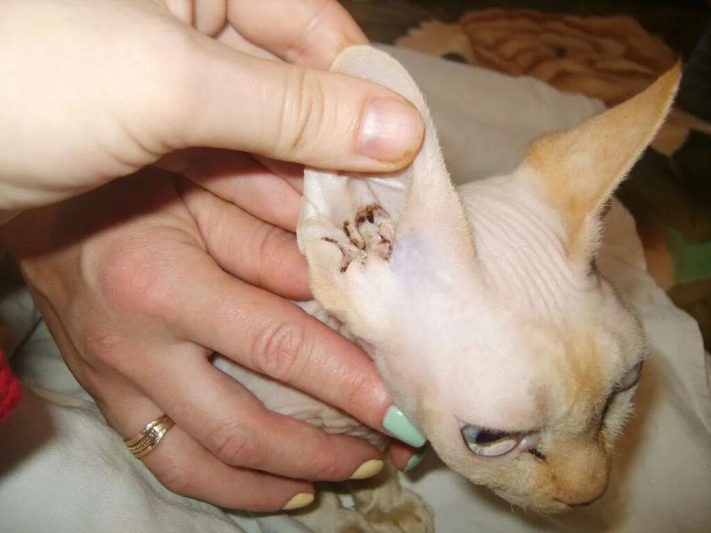 Как почистить уши котенку