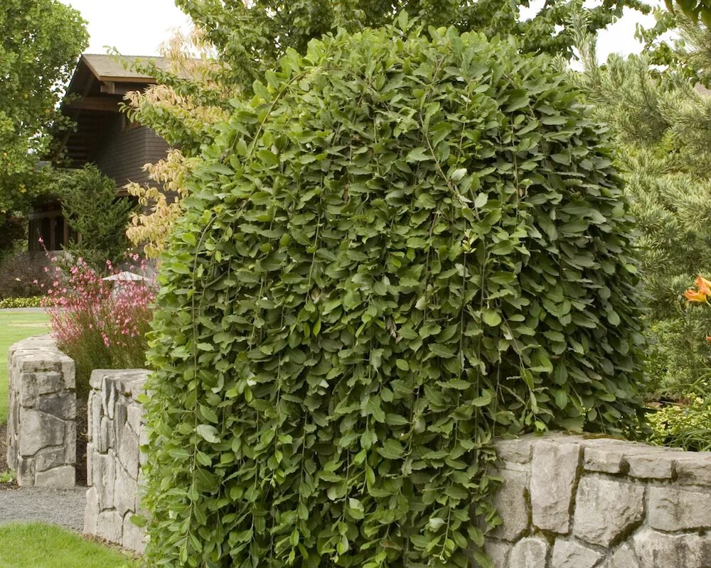 Ива козья пендула. Ива козья salix caprea. Ива пендула плакучая. Ива козья штамбовая. Ива caprea kilmarnock.