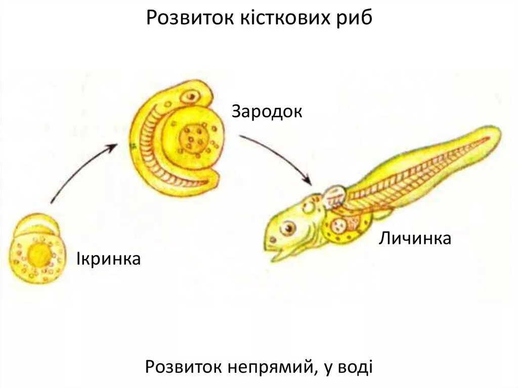 Цикл развития рыб. Схема развития рыбы. Стадии развития рыбы. Стадии развития рыбы схема.