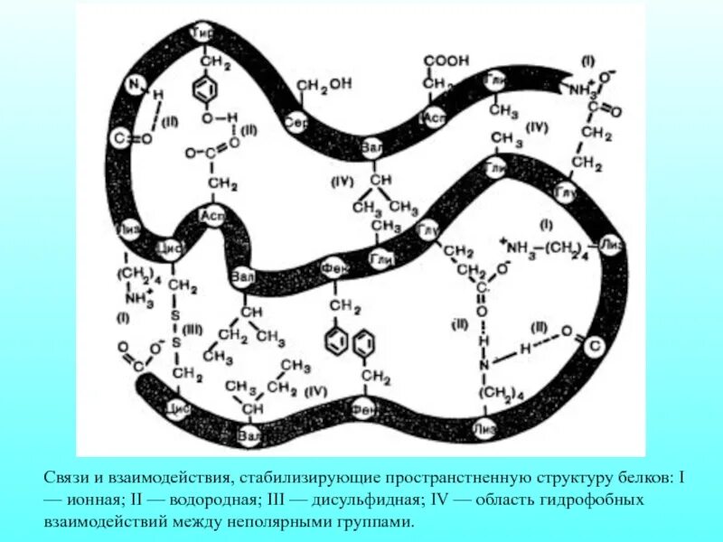 Образование дисульфидных связей в белке. Дисульфидные связи структура белка. Гидрофобные взаимодействия структура белка. Гидрофобные взаимодействия в белках. Гидрофобные взаимодействия между аминокислотами.