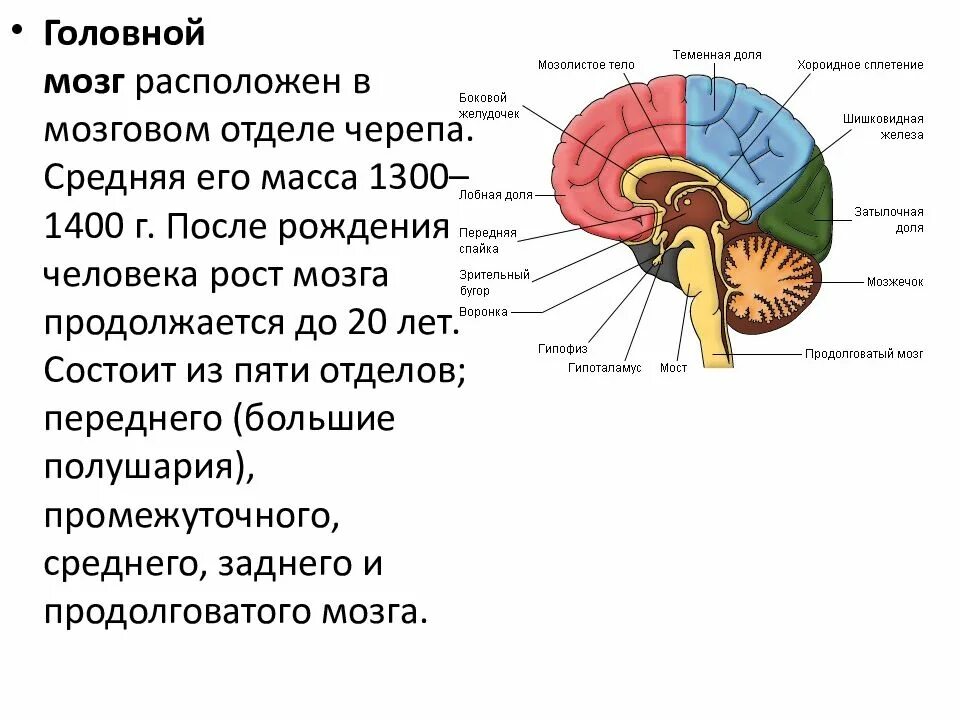 Как проверить головной мозг. Отделы головного мозга и их полости желудочки. строение отделов головного мозга. отделы головного мозга боковые желудочки. отделы головного мозга расположение и функции.