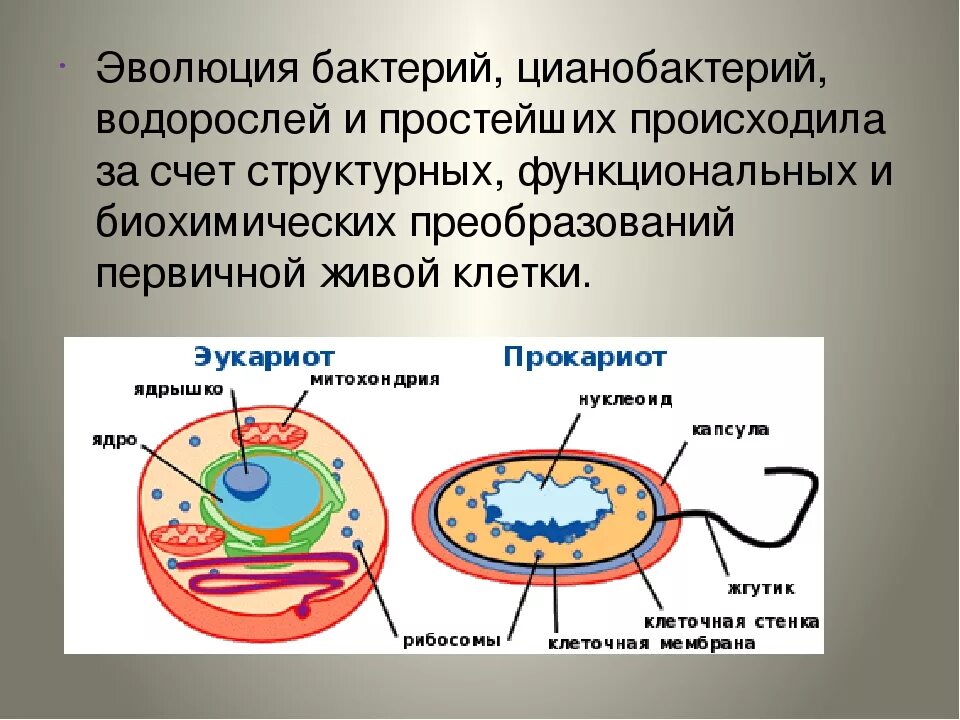 Происхождение бактерий. Эволюция бактерий. Эволюция микроорганизмов. Этапы развития бактерий. Эволюция бактерий кратко.