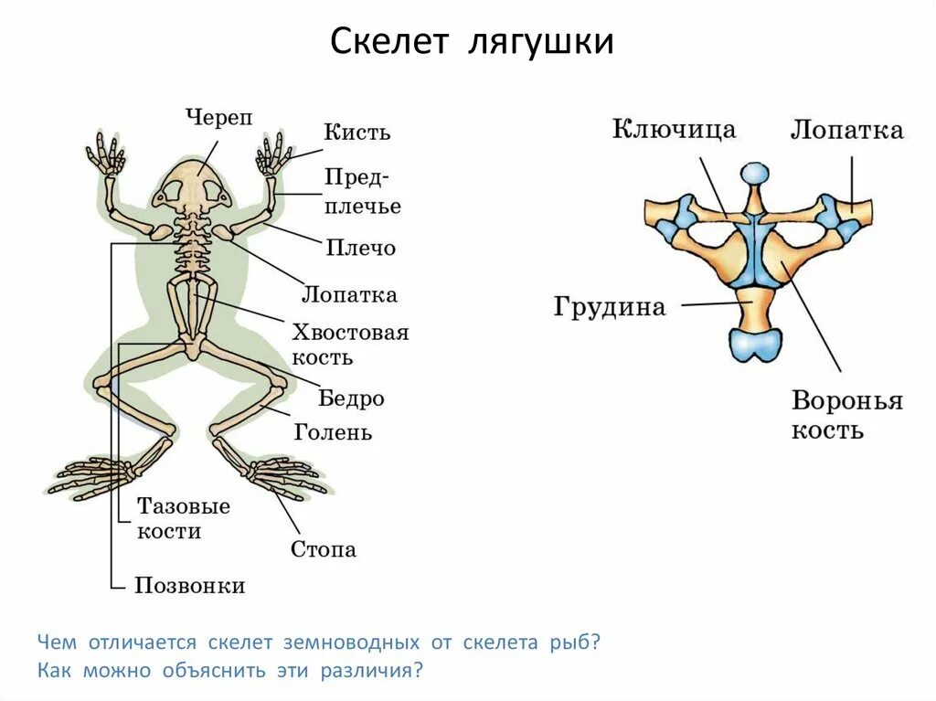 Строение земноводных скелет лягушки. Скелет земноводных пояс передних конечностей. Строение пояса передних конечностей лягушки. Скелет лягушки 7 класс биология.