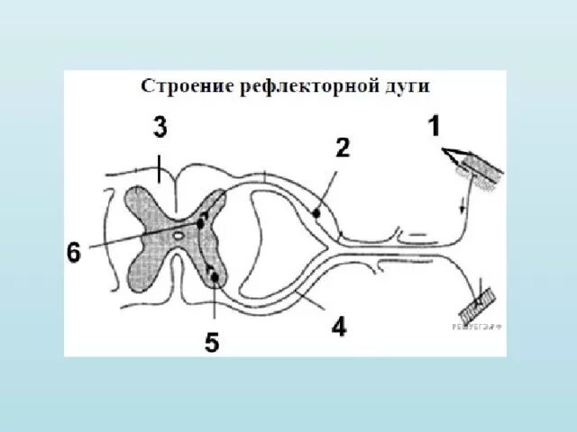 Какой цифрой на рисунке обозначен вставочный нейрон