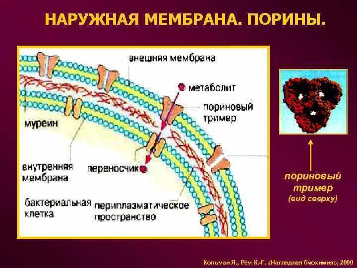 Строение бактерии муреин. Пептидогликан строение микробиология. В состав муреина входят. В состав муреина входят. Строение клеточной стенки бактерий ( муреин).