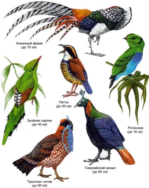 Épinglé par C.H. May Jr. sur check it out Oiseaux, Belle photo, Animaux