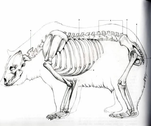 Особенности внутреннего строения медведя. Скелет медведя строение. Анатомия бурого медведя скелет. Строение скелета бурого медведя. Анатомия бурого медведя.