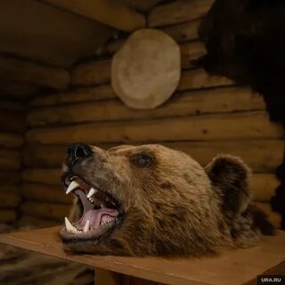 Изба медведя