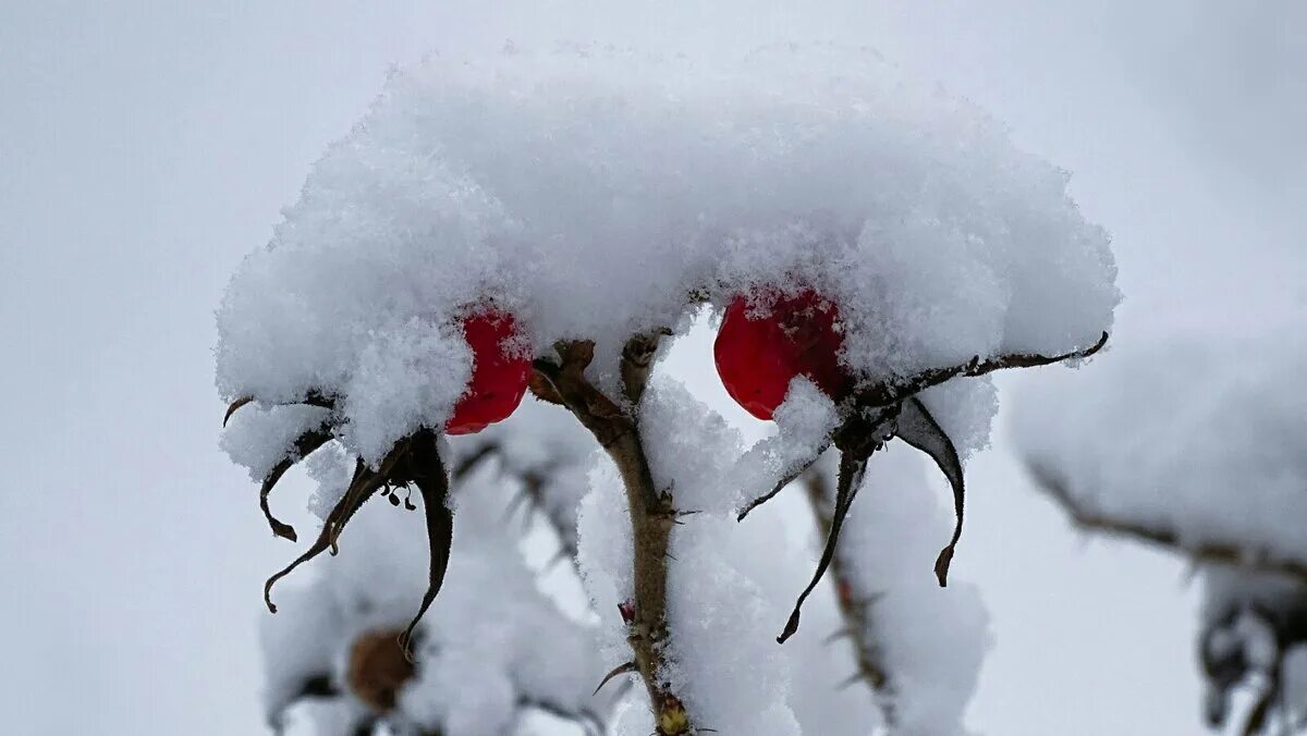 Выпал снег воскресенье