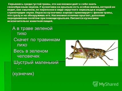 Кузнечик какой звук