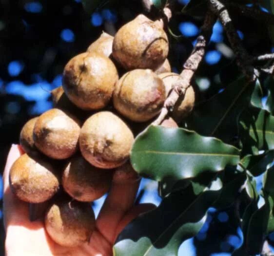 В каких странах растет макадамия. Макадамия. Макадамия дерево. Макадамия в природе. Макадамия орех дерево.