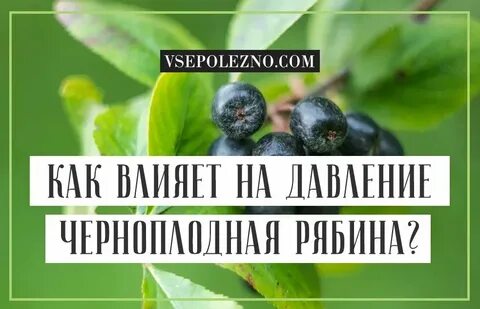 Черноплодная рябина поднимает давление