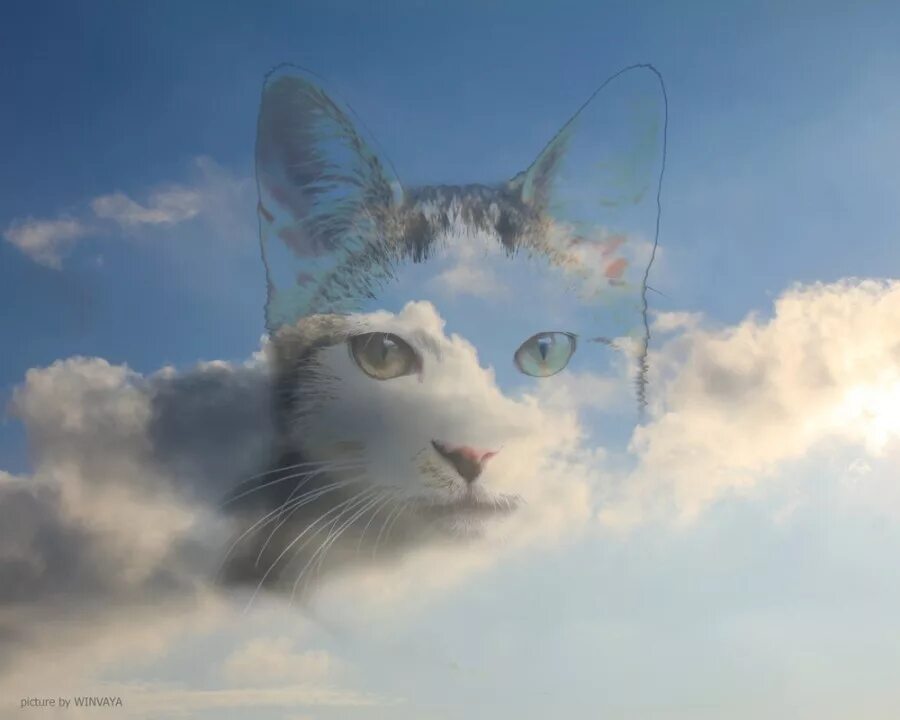 Кошки в раю