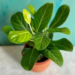 Фикус бенгальский