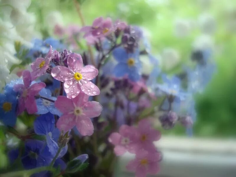 На берегу лесного ручья цветут незабудки. Веточка Незабудка цветок фото. А на том берегу незабудки цветут фото.