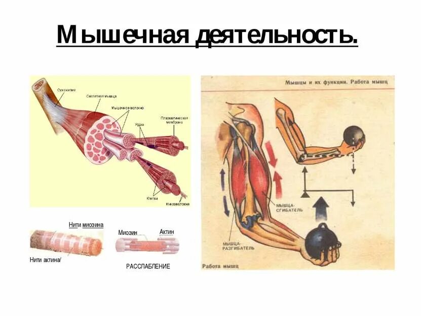 Мышечная деятельность. Мышечная активность. Функционирование мышц. Работа мышц. Работа мышцы зависит