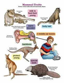 But mammals