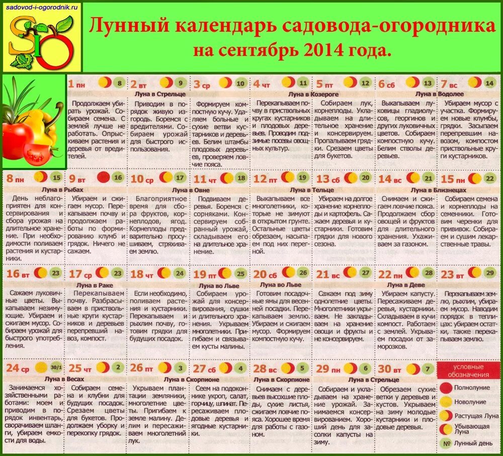 Календарь посадки овощей на 2024 год. Календарь садовода. Посевной календарь овощей. Календарь сбора урожая. Сроки сбора урожая.