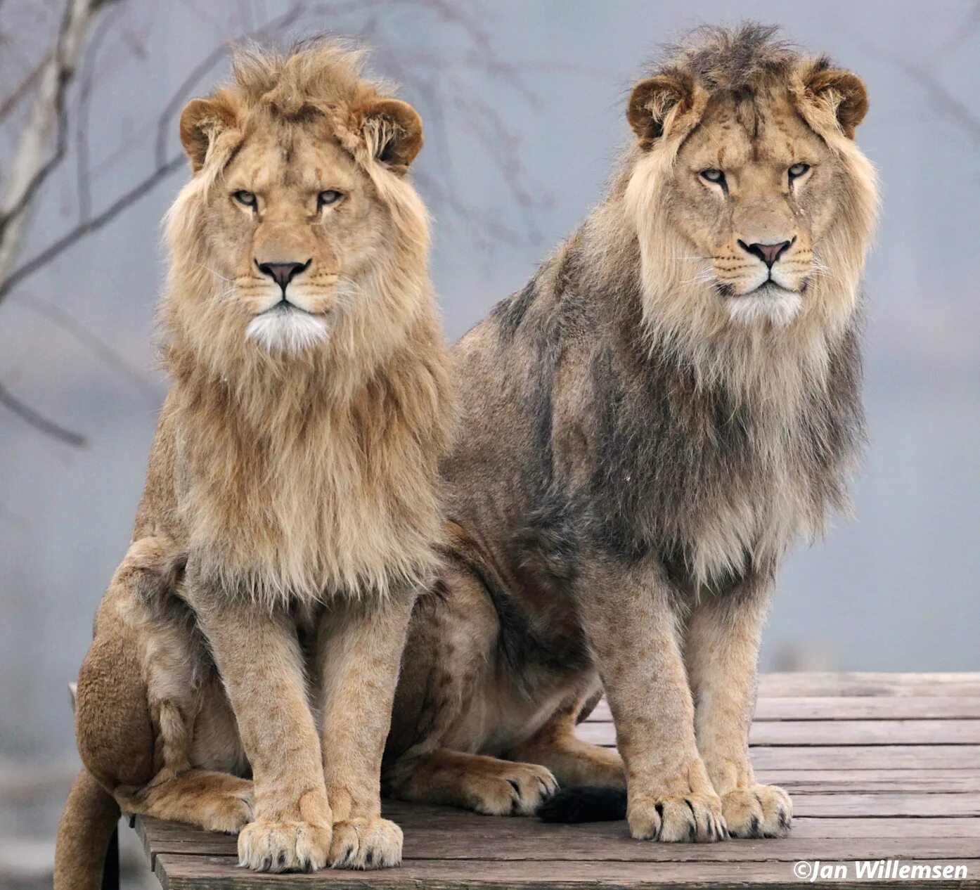 Animals brothers. Братья животные. Брат животное. Брат зверь. Мой брат - животные.