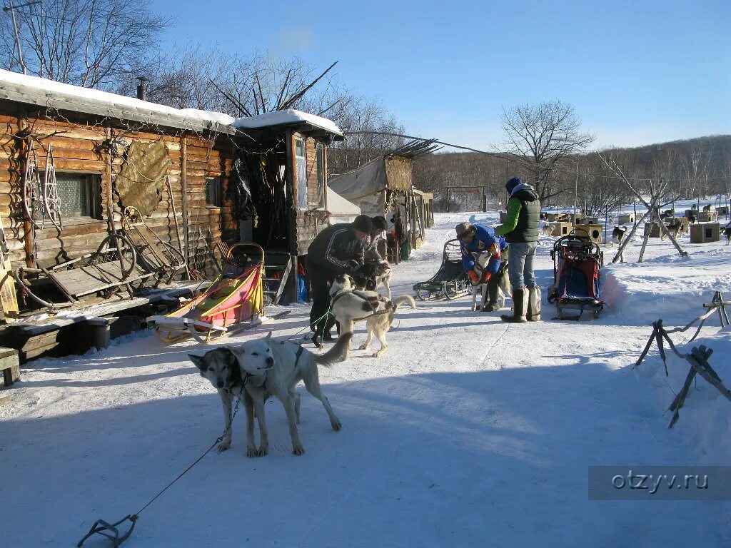 Снежные псы камчатка. Питомник снежные псы камчатка. Питомник снежные псы камчатка. Этно деревня снежные псы. Питомник ездовых собак «снежные псы».