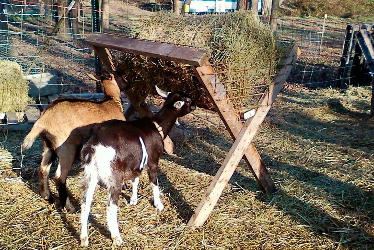 Коза в домашних условиях для начинающих. Коза Ностра ферма. Коза Ностра Козья ферма. Загон для коз. Станок для коз.