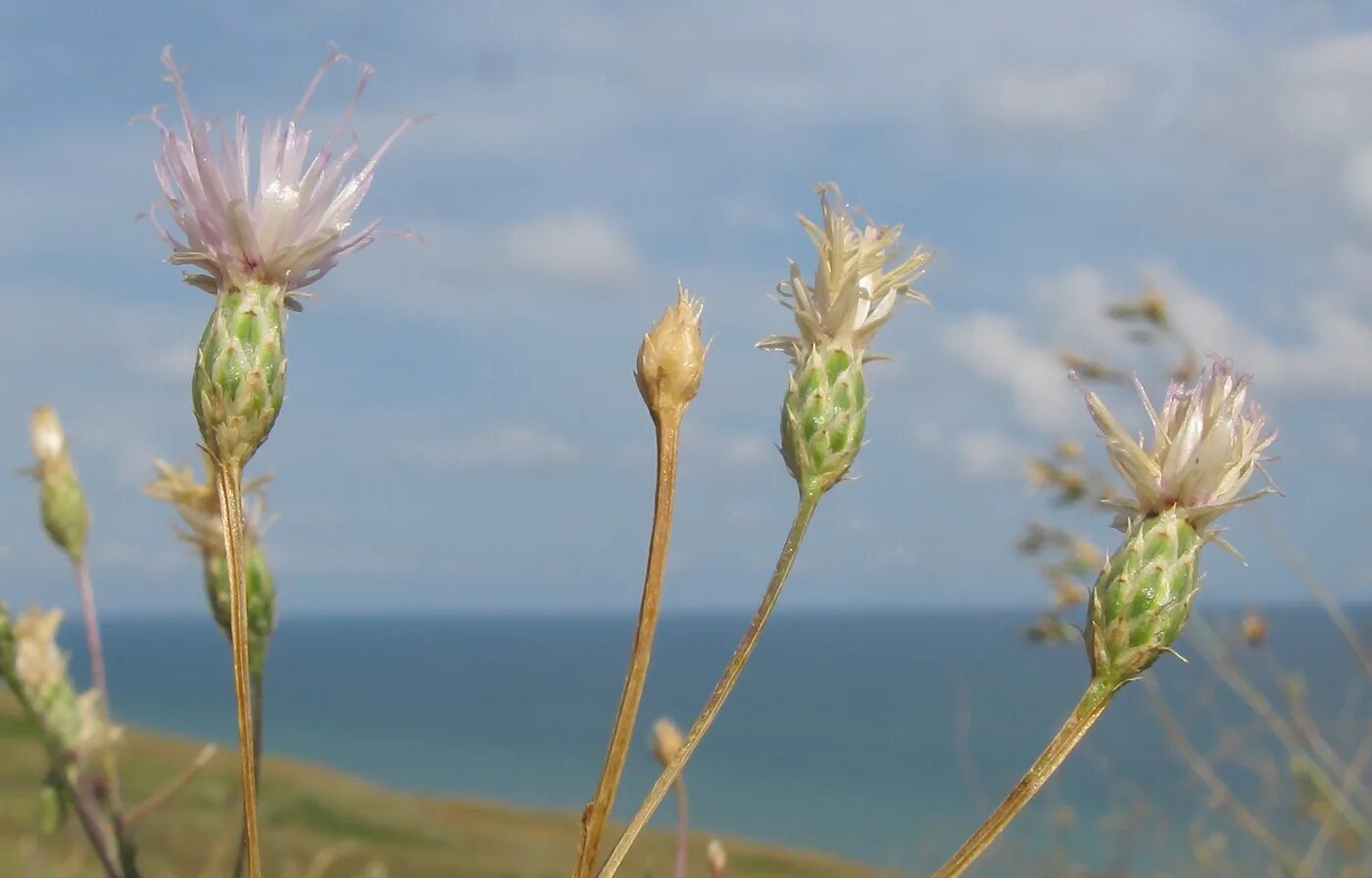 Цветы тамань. Serratula erucifolia. Таманский полуостров растительность. Растительный мир Таманского полуострова. Растения Тамани.