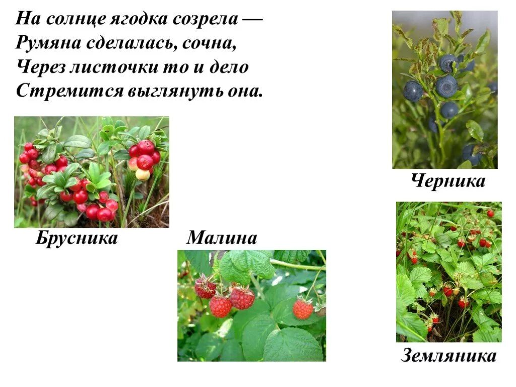 Ягодка созрела. Растения летом презентация. Проект по окружающему миру красота лета. Красота лета презентация. Растения летом 2 класс.