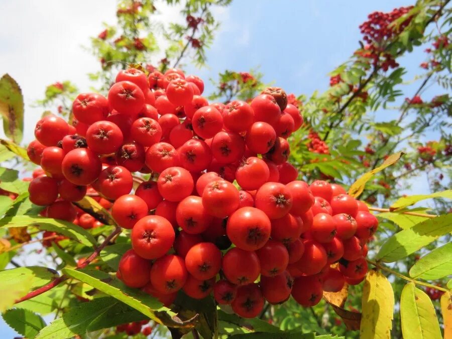 боярышник чатыр-даг. плод рябины боярышника. плод рябины боярышника. калина рябина боярышник. боярышник даурский.