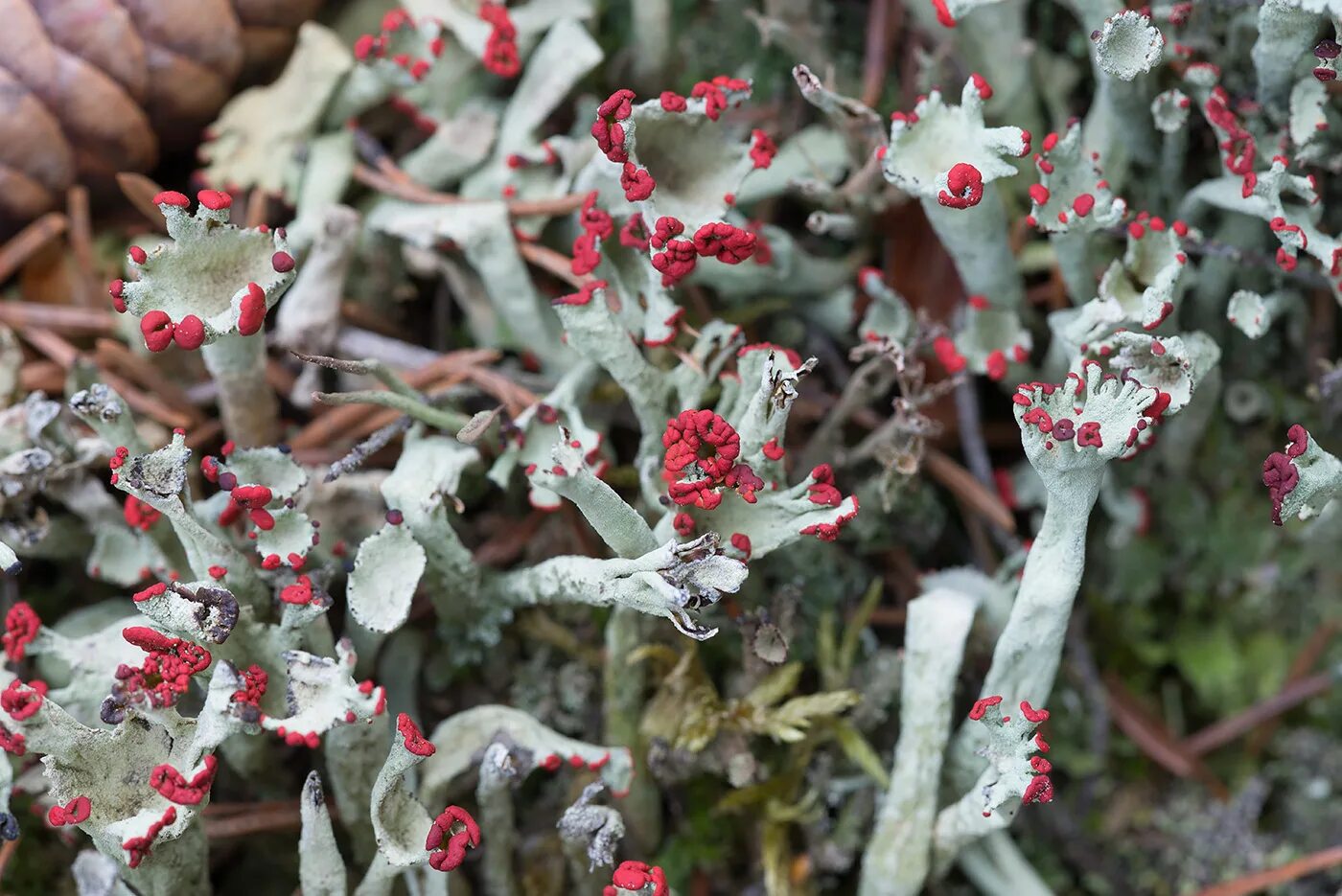 Кладония бесформенная cladonia deformis. Кладония кубковидная. Кладония деформис. Кладония крыночковидная. Подеции лишайников это.