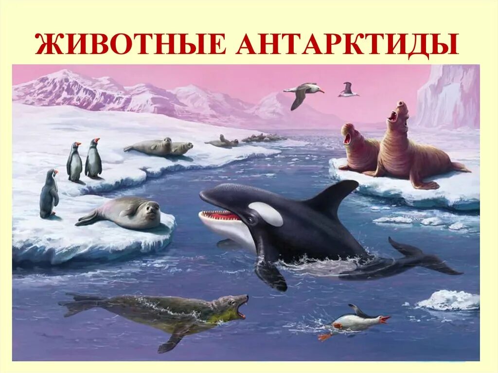 Животные антарктиды и антарктики. Сеаерныесеаерные животные. Животный мир материка антарктида. Животные материка антарктида. Эндемики антарктиды.