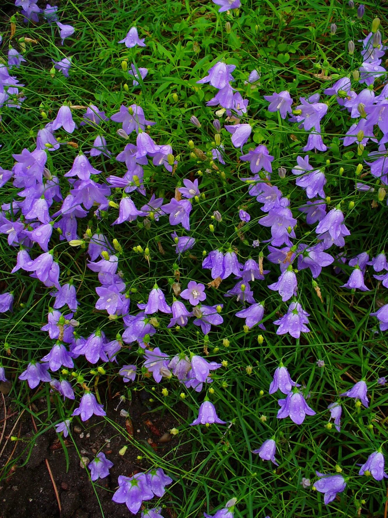 Кусты колокольчиков. Колокольчик круглолистный Лавендер. Campanula rotundifolia. Колокольчик Ротундифолия. Колокольчик Ротундифолия дип Лавендер.