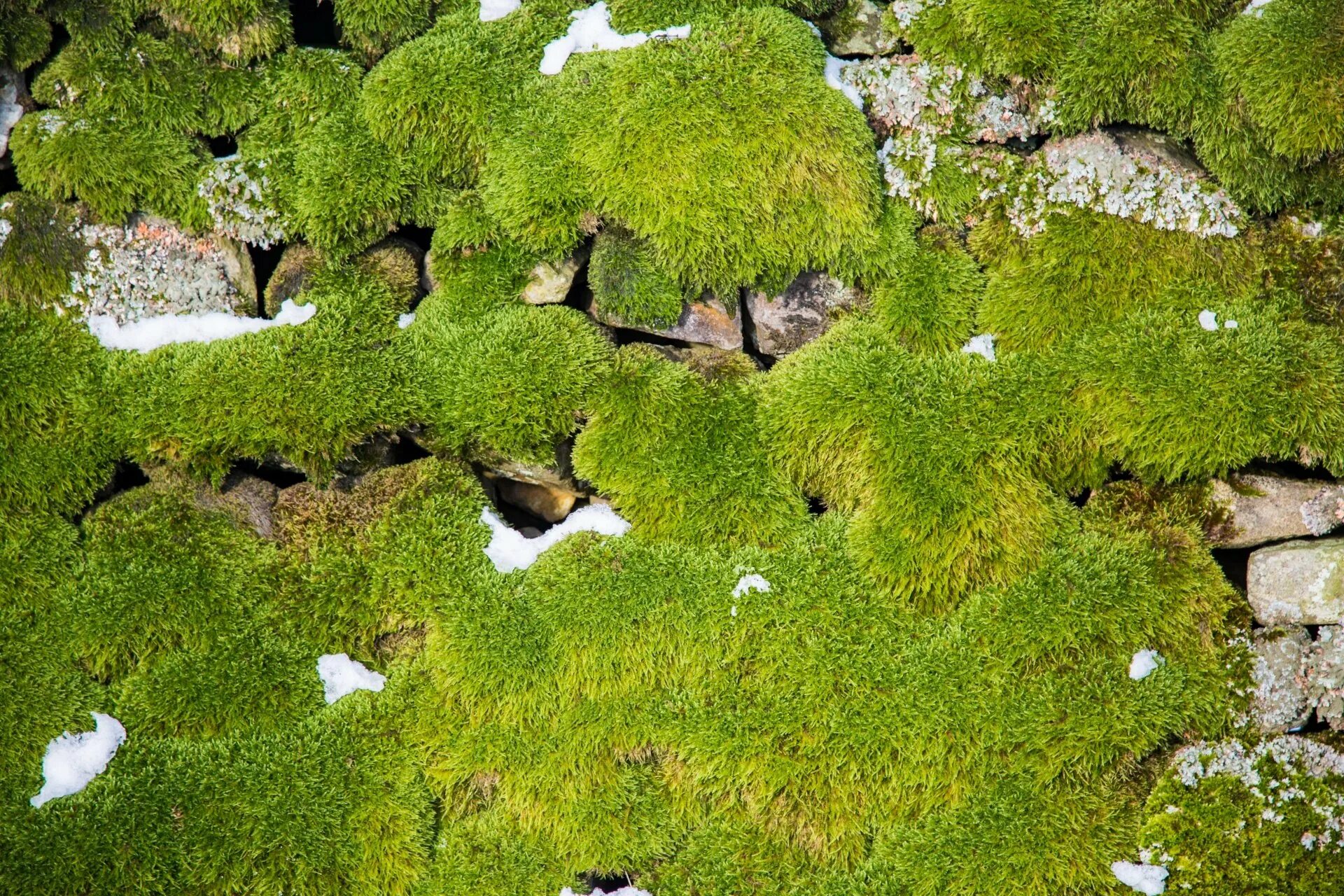 Искусственные мхи и лишайники. Grass Green ягель. Мох тамарассер. Лиановидные мох. Цифилум мох.