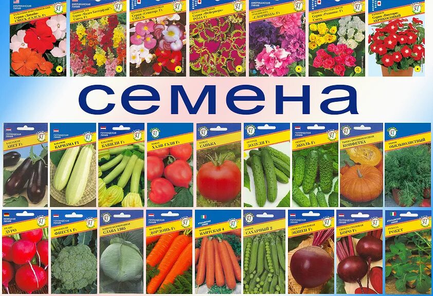 Семена овощей цена. Семена овощей. Семена овощных и цветочных культур. Реклама семян овощей. Семена для огорода.