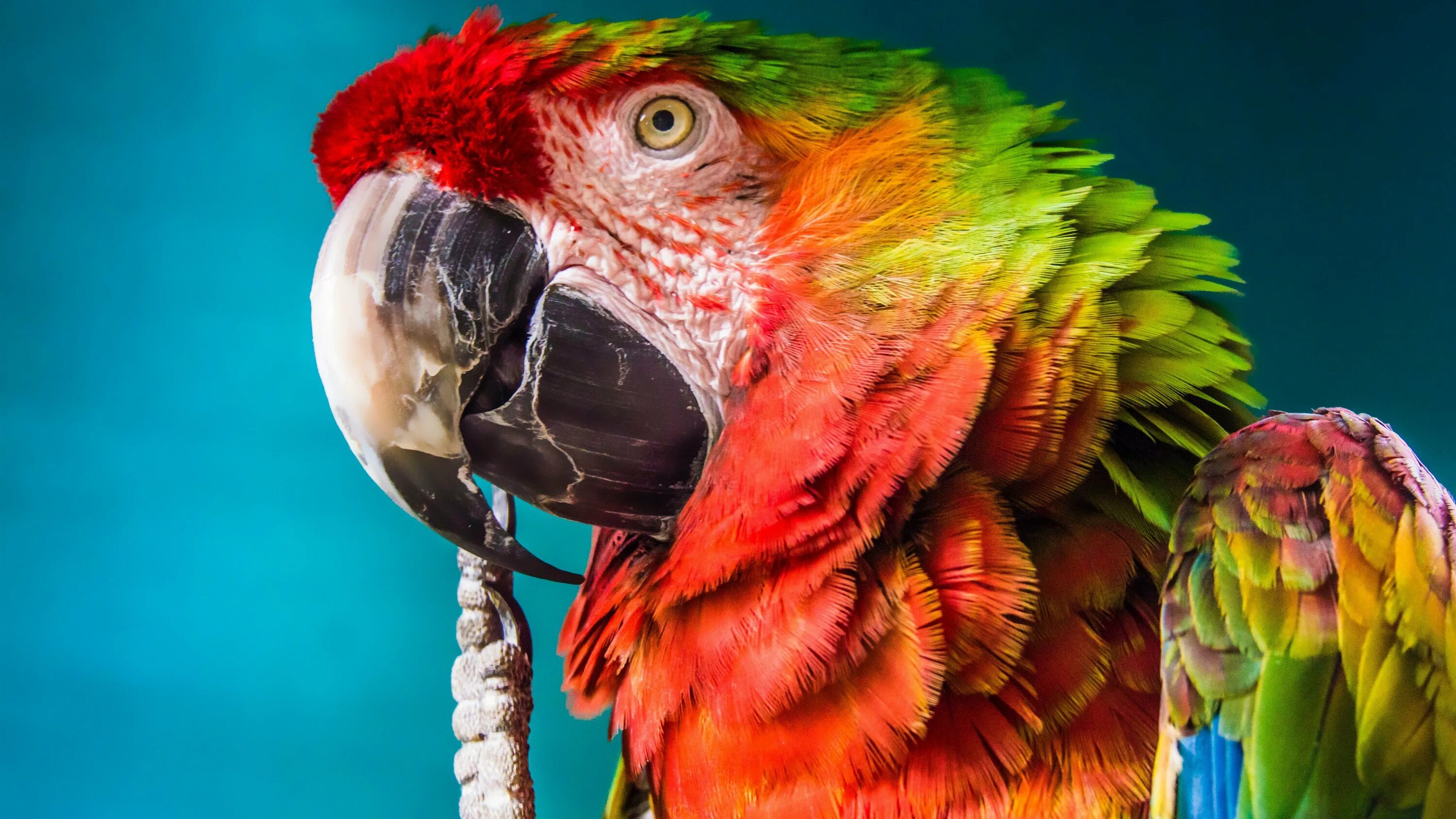 Большой цветной попугай. Попугай ара. Parrotlet попугай. Попугай Какаду. Попугай ред Паррот.