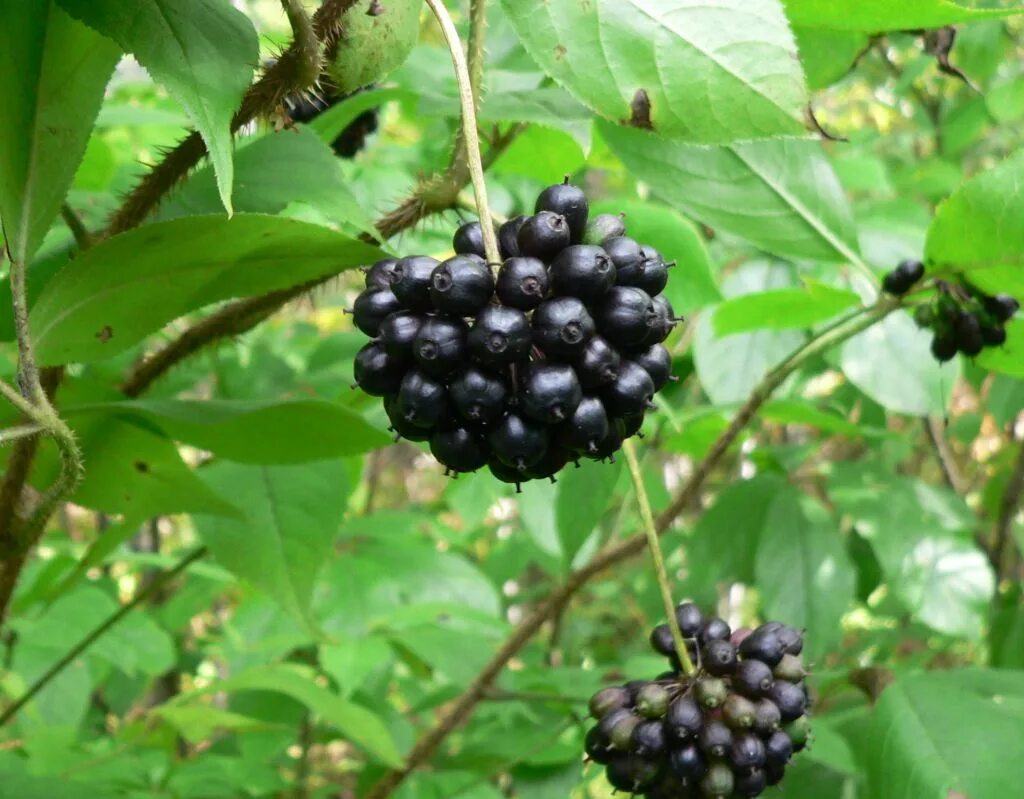 Элеутерококк 2. Элеутерококк колючий. Элеутерококк колючий (eleutherococcus senticosus). Элеутерококк 2. Элеутерококк кустарник.