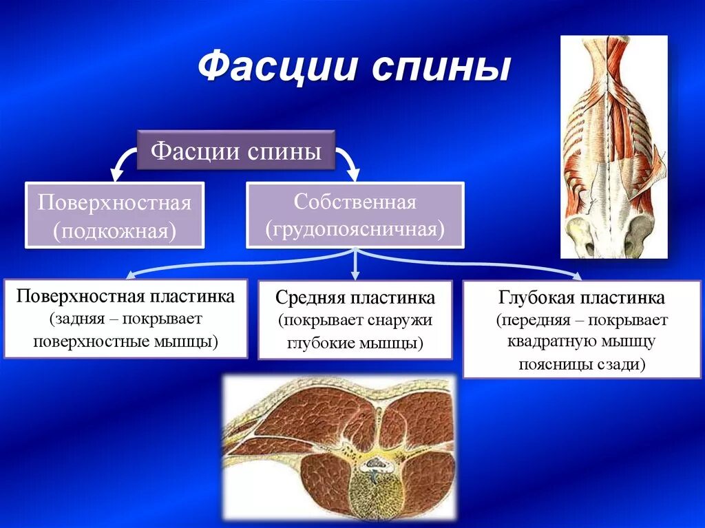 Фасции спины