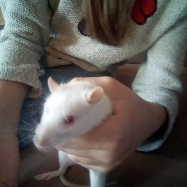 Серая крыса домашняя. Милые крыски девочки. Крыса дамбо серая. Крыса белая с прической. Белая крыса девочка.