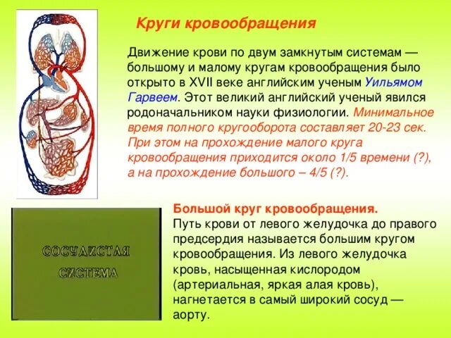 Круги кровообращения. Большой круг кровообращения. Движение крови по сосудам. Малый круг кровообращения. Большим кругом кровообращения называется