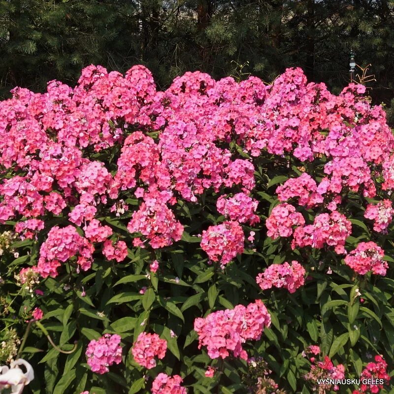 Флоксы корневища. Флокс метельчатый Sweet Summer. Флокс Свит саммер Дрим. Флокс метельчатый Свит саммер Дрим. Флокс Роуз метельчатый.