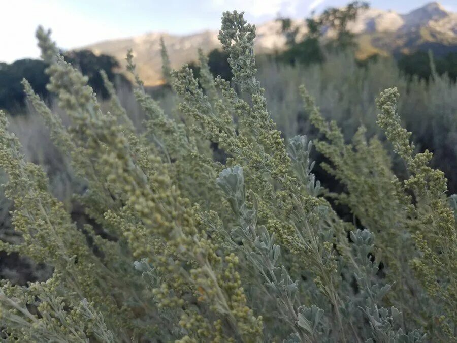 Астрахань полынь песчаная. Полынь степная чернобыльник. Заросли божьего деревца. Заросшей полынью. Емшан степная полынь.