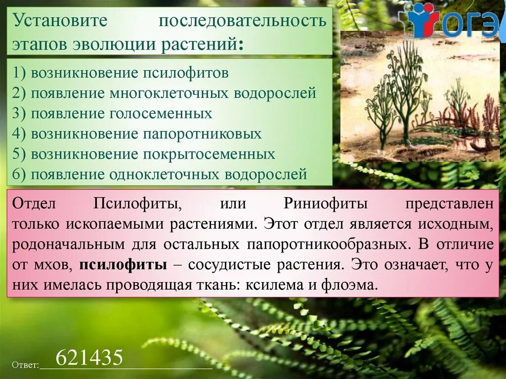 В каком периоде появляются растения. Плауны риниофиты. Палеозой риниофиты. Риниофиты споровые растения. Появление псилофитов.