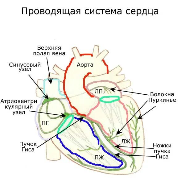 Местоположение проводящий