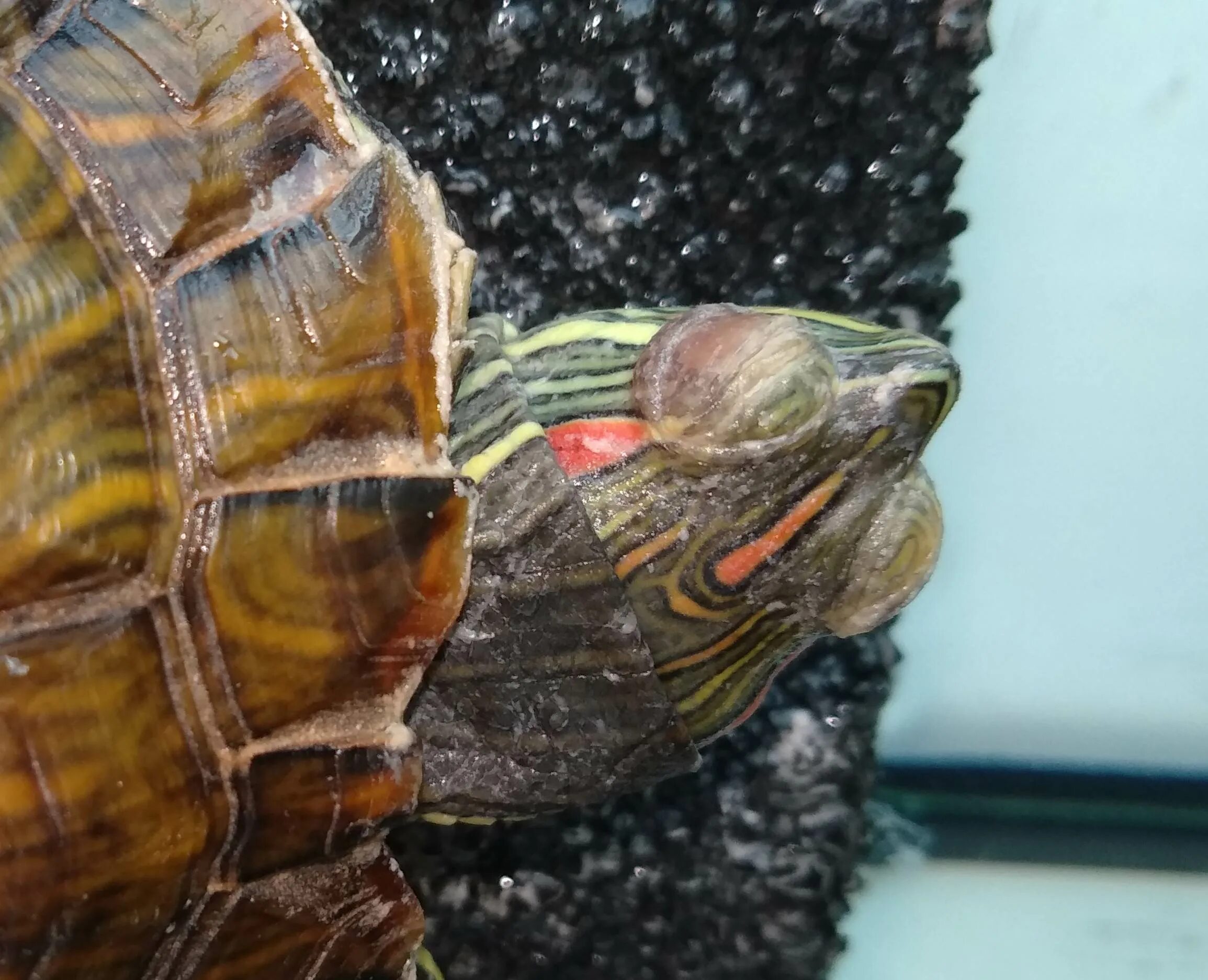 Сколько лет живут красноухие. Красноухая черепаха. Среднеазиатская красноухая черепаха. Панцирь красноухой черепахи. Красноухая черепаха 2д.