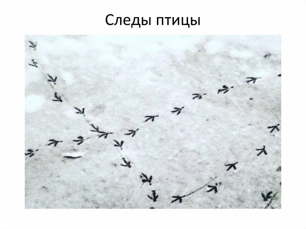 следы зайца лося волка лисы. следы зверей. нарисуй следы птиц и зверей на снегу. игра угадай чьи следы. следы птиц и зверей на снегу.